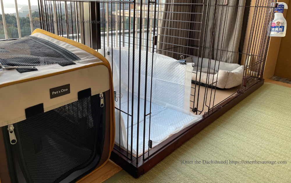 photo_travel with dogs_hang out with dogs_crate_犬と旅行_犬とお出かけ_Otter the Dachshund_クレート_カニンヘンダックスフンド_202211_hilton odawara resort and spa_ヒルトン小田原_オッター